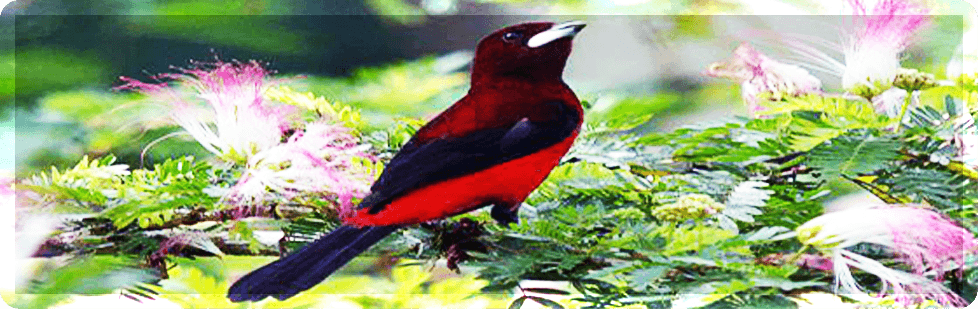 Image is not available