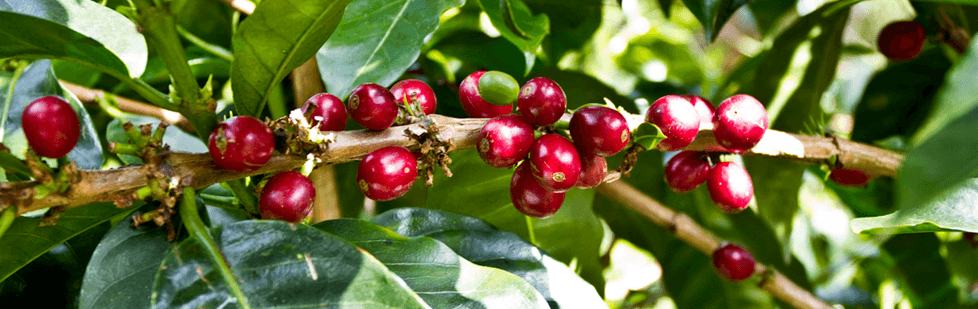 Image is not available